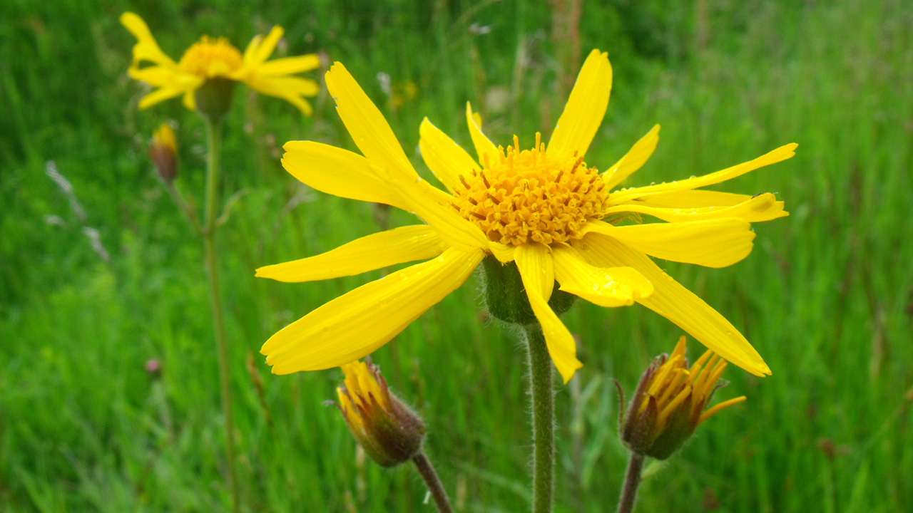 ARNICA PLUMBUM