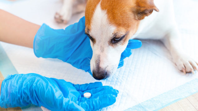 Medicinali Veterinari