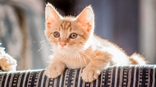 Peritonite infettiva felina