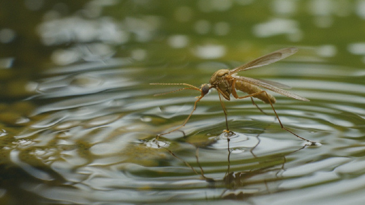 west Nile